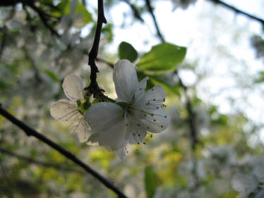 White flowers in a tree