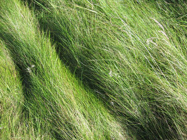 Furry grass