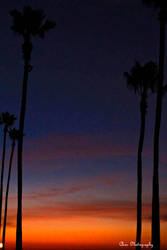 NewPort Pier Beach Palm Trees