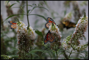 Butterfly Farewell 5