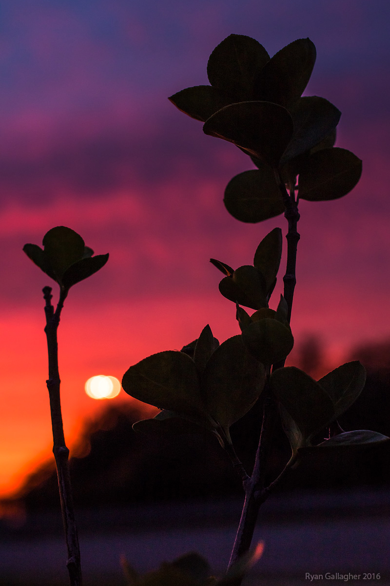 Sunset Silhouette