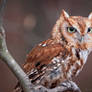 Red Eastern Screech Owl