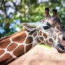 A Long-necked, Gentle Giant