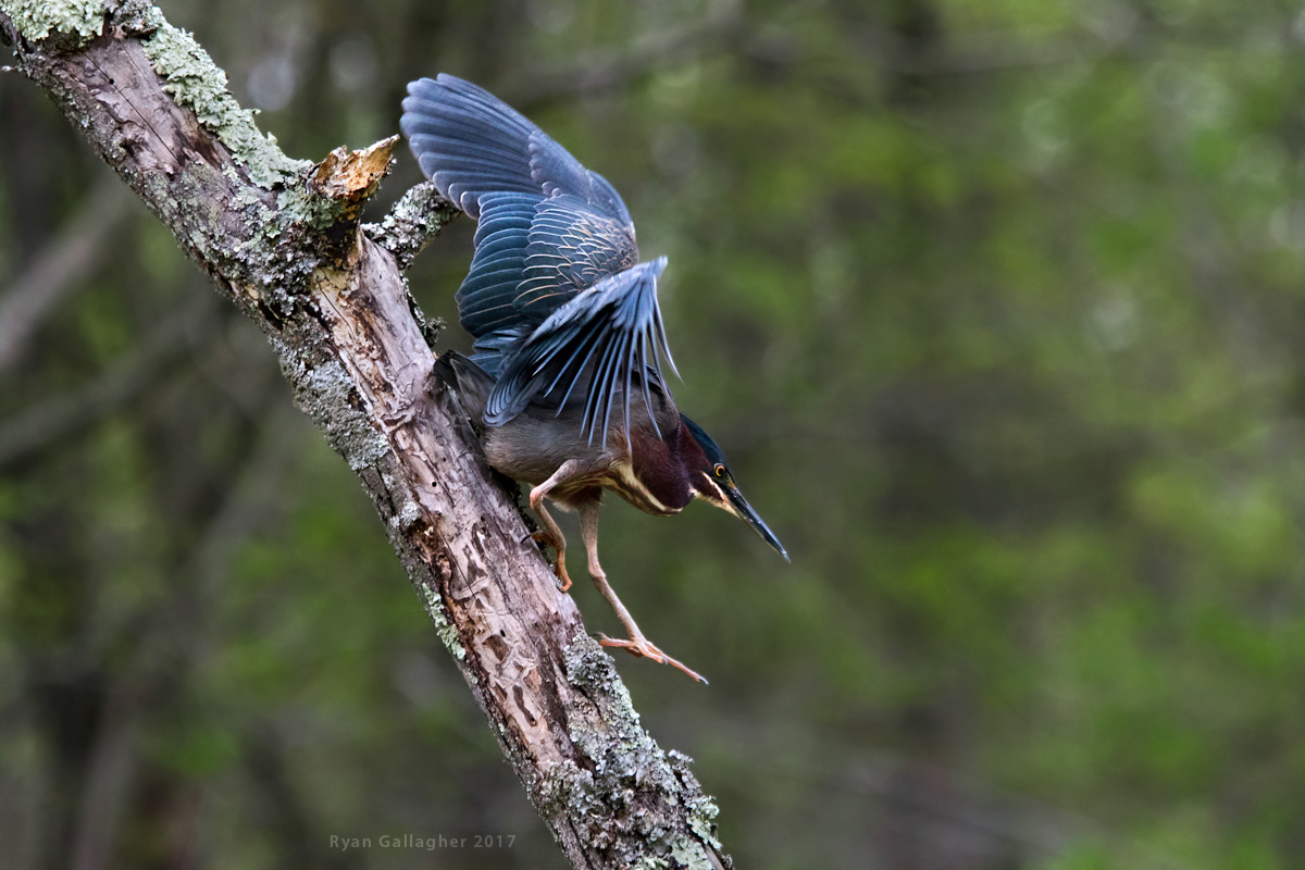 Green Heron Descending