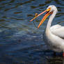 Female Pelican in Breeding Condition