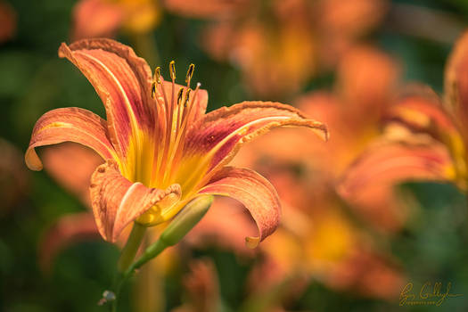 Roadside Day Lillies