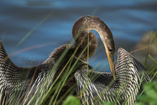 Preening Female Anhinga