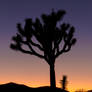 Joshua Tree at Dawn
