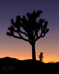 Joshua Tree at Dawn