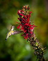 Female Ruby Throated Hummingbird