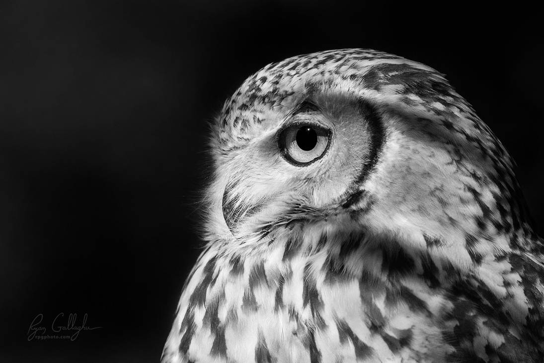 Pharaoh Owl by ryangallagherart Pharaoh Owl by ryangallagherart