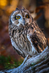 Male Short Eared Owl 2 by ryangallagherart