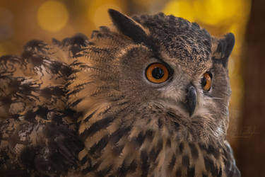 Eurasian Eagle Owl