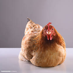 the Chicken PHOTOSHOOT