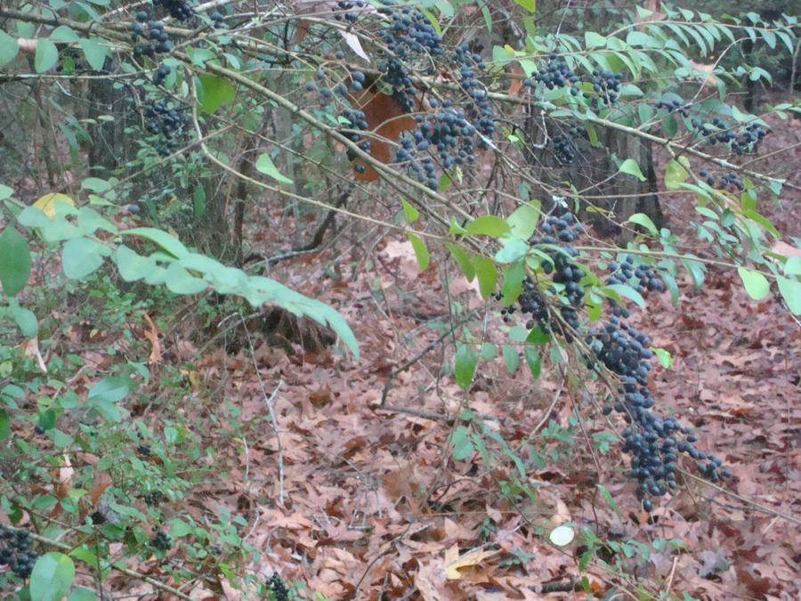 berries.... poisonous maybe? by ToriLeMarshmallow on DeviantArt