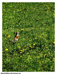 Bird on the meadow