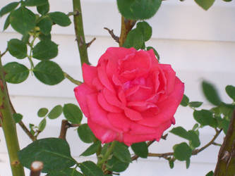 pink rose