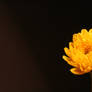 Yellow flower_2