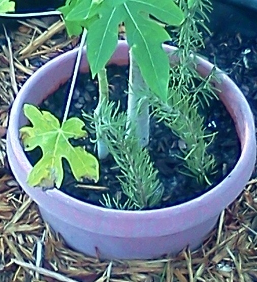 My Rosemary Plant