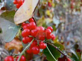 Winter Berries