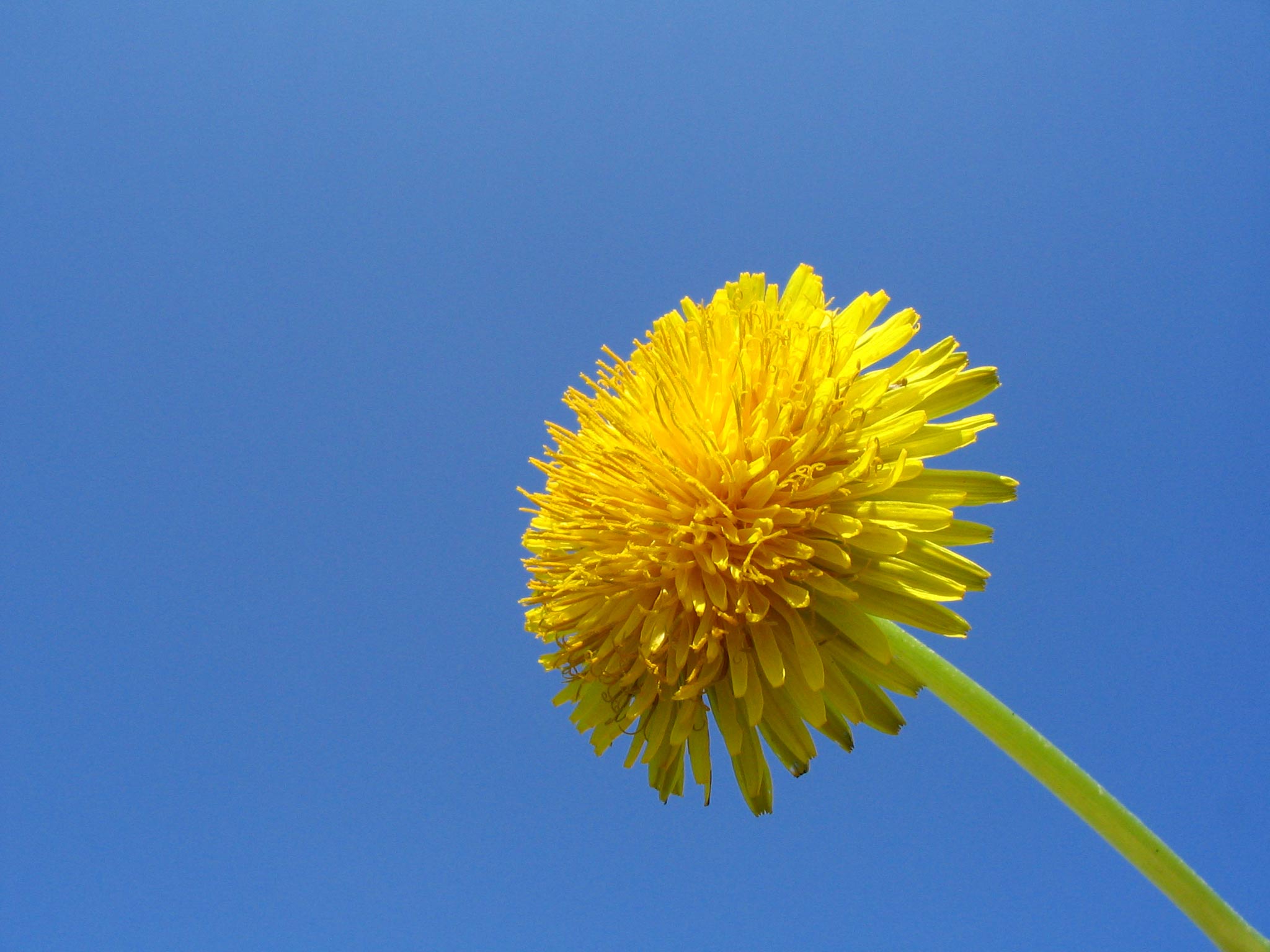 Dandelion in sky 02