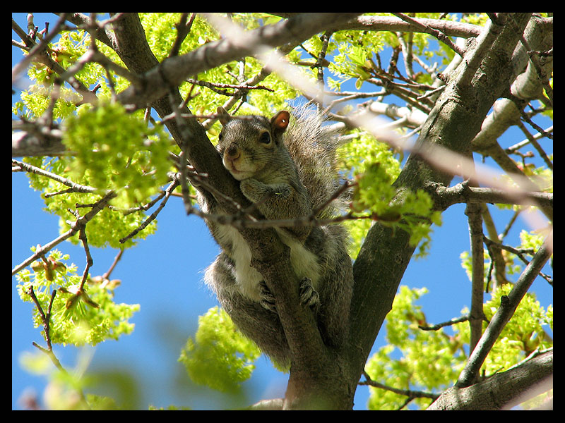 Resting Squirrel