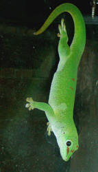 gecko