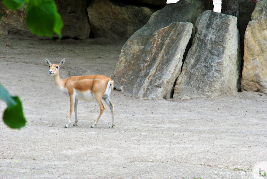 schonnbrun zoo 02