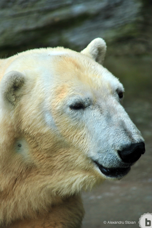 schonnbrun zoo 07