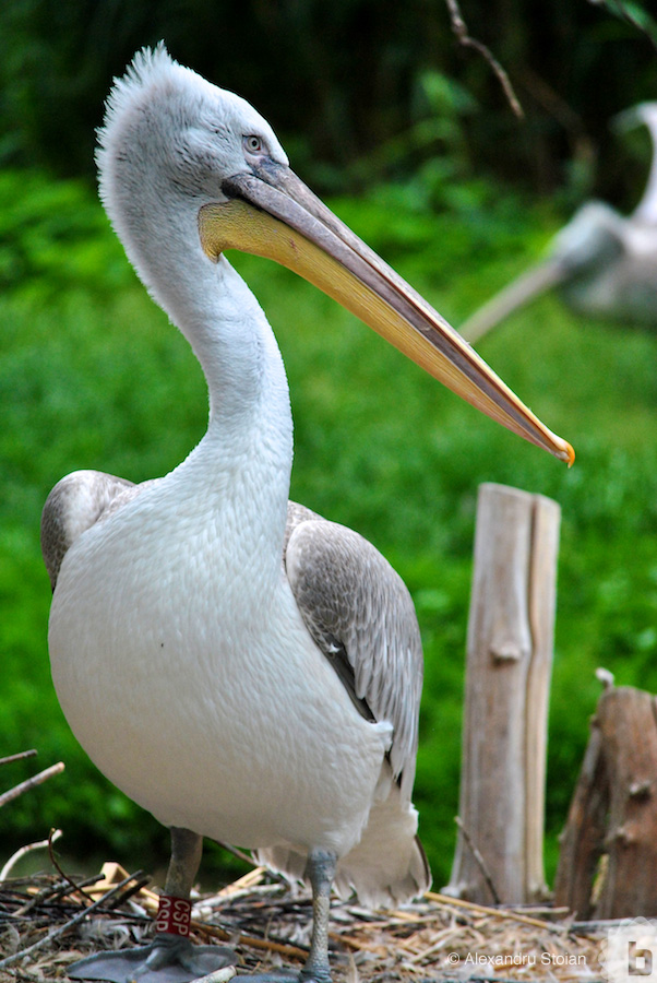 schonnbrun zoo 22