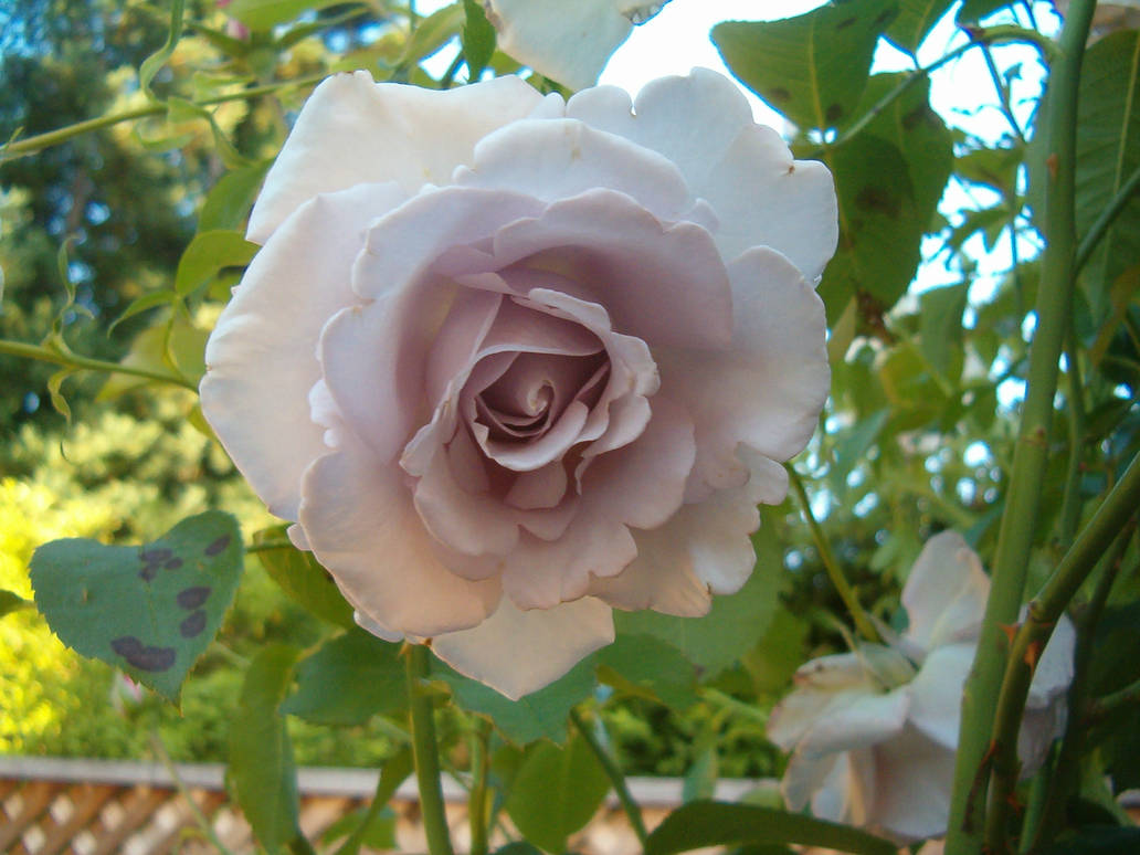 big lylac rose by totorochobits on DeviantArt