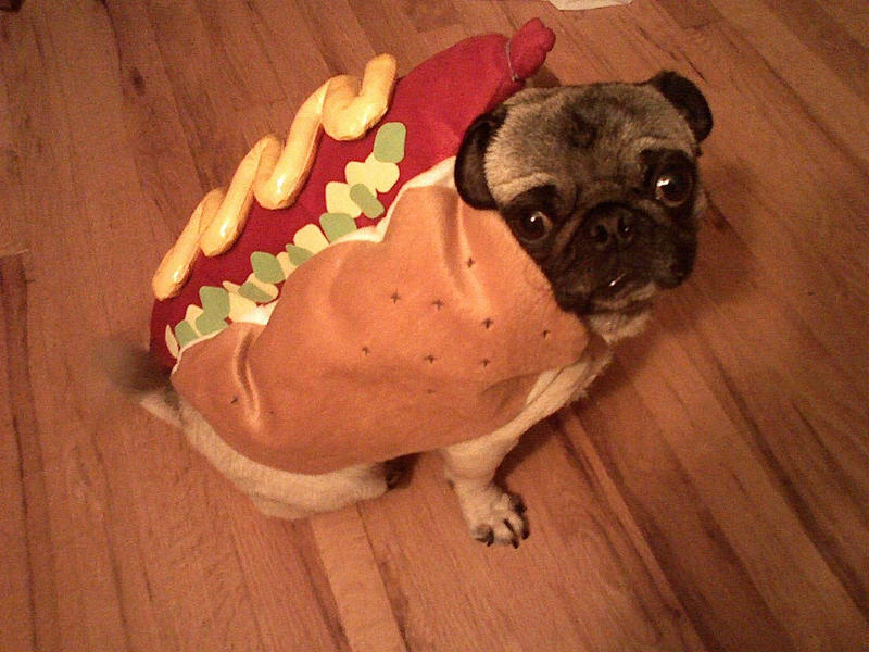 hotdog pug