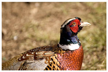 Male pheasant