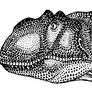 Yangchuanosaurus Head