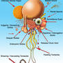 Anatomy Of Flying Polyp