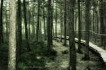 Pine Forest by BlackLightInside