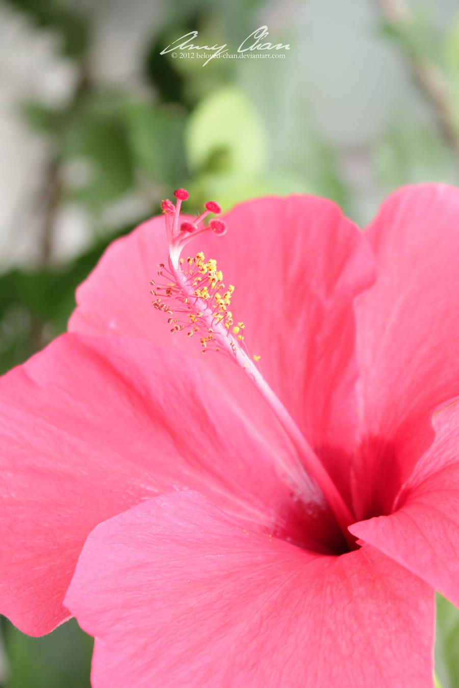 Red Hibiscus