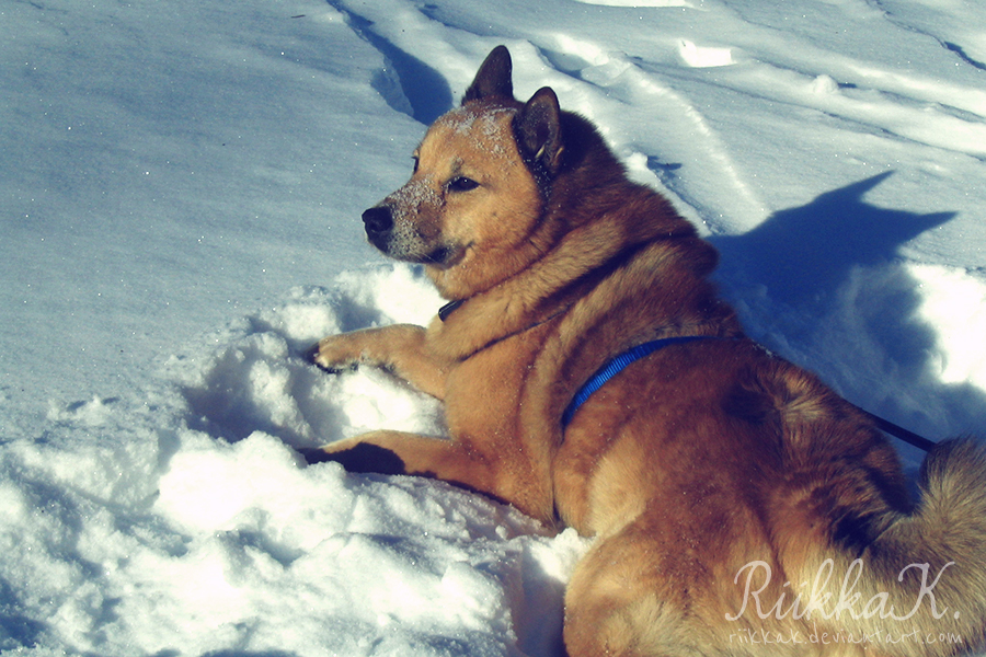 Shimmering Winter