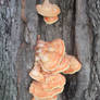 Orange Fungus on Tree