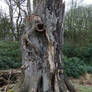 Tree Stump 2