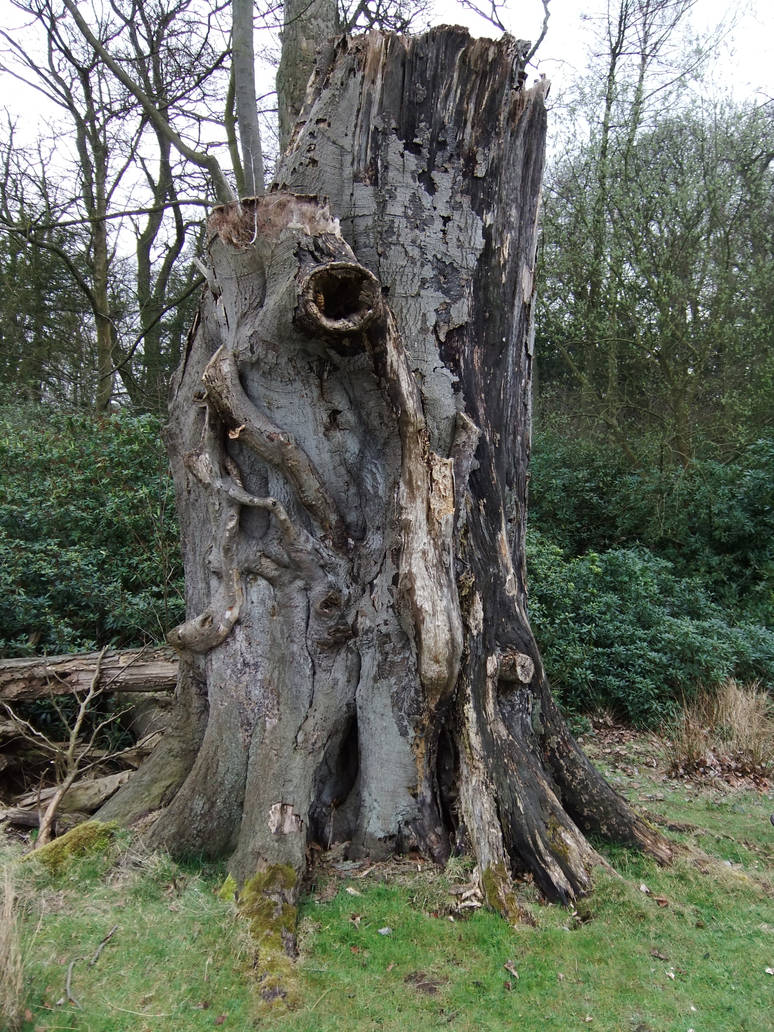 Tree Stump 2 by fuguestock