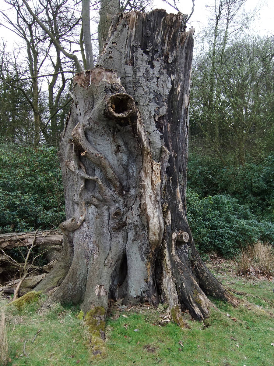 Tree Stump 2 by fuguestock