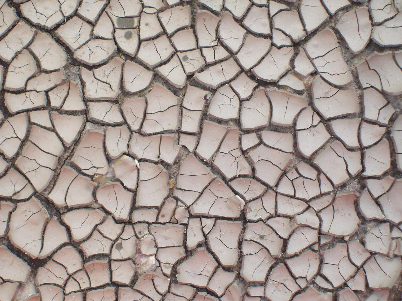 Cracked Mud 08 Texture