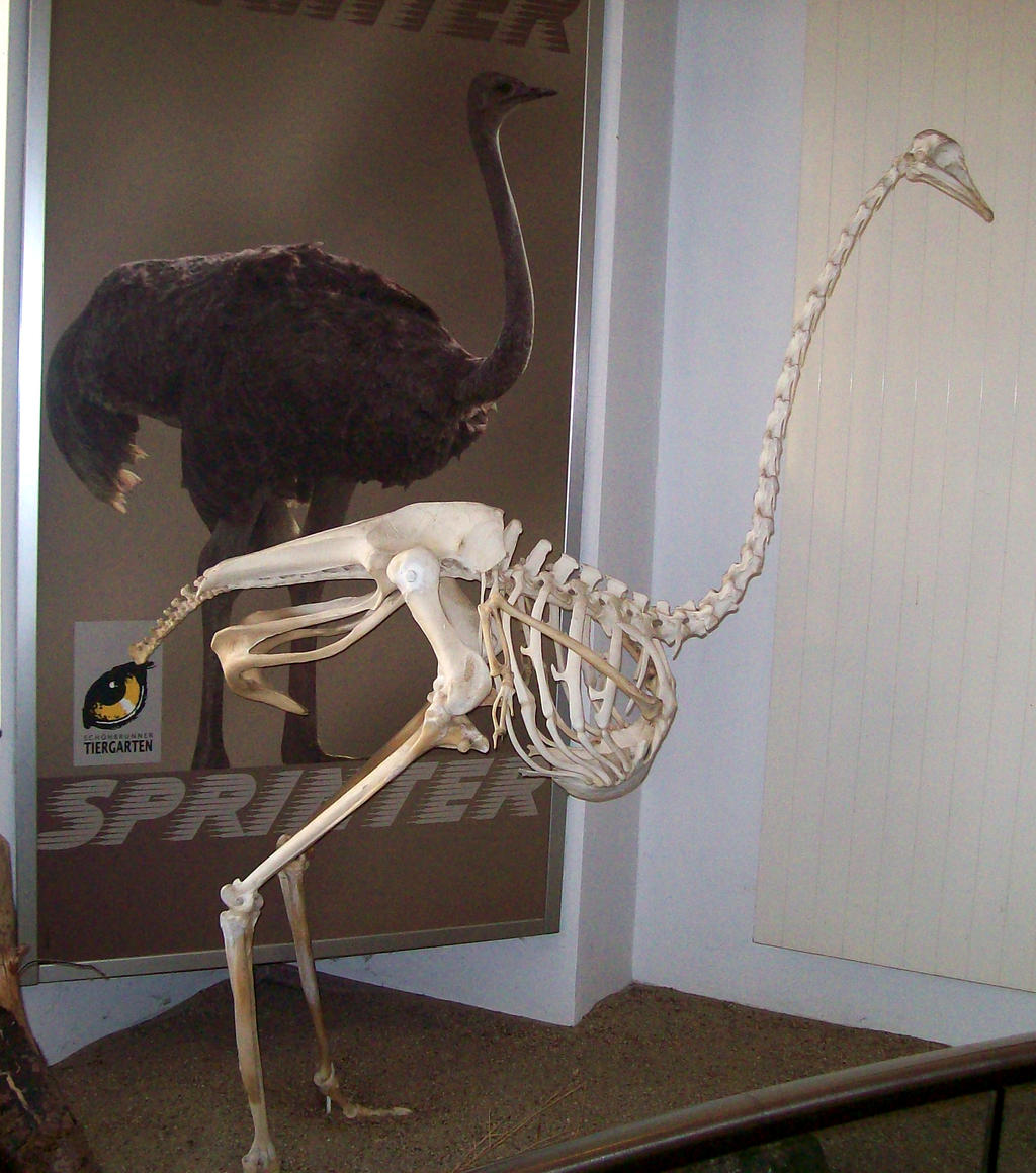 Ostrich Skeleton by fuguestock on DeviantArt