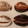 6 Cowry Shells