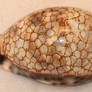 Cowry shell