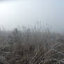 In the Mist 05: Long Grass