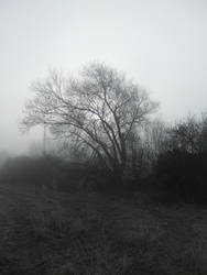 In the Mist 01: Tree