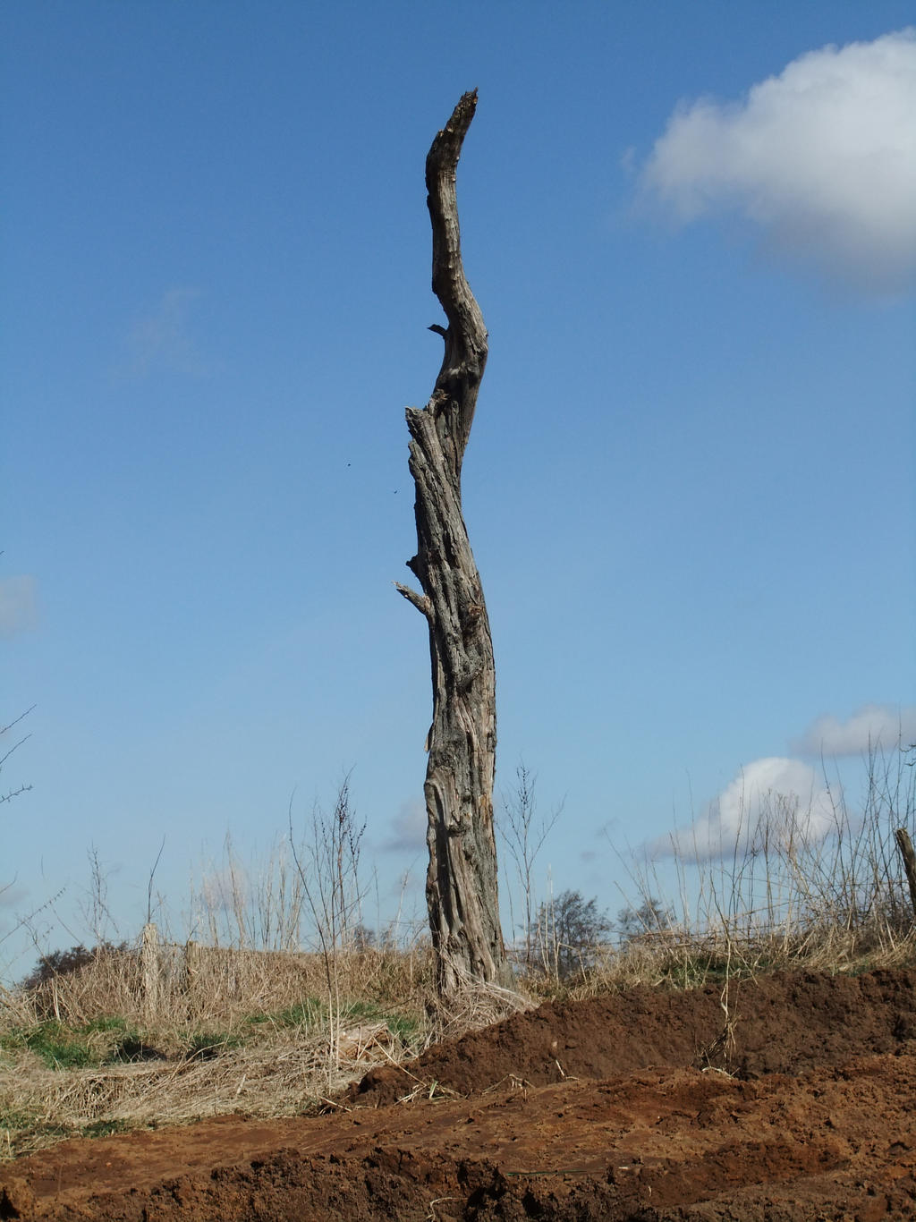 Twisted Trunk