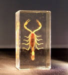 Scorpion in Glass 3 by fuguestock